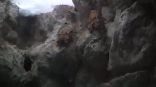 Аквариум Крита