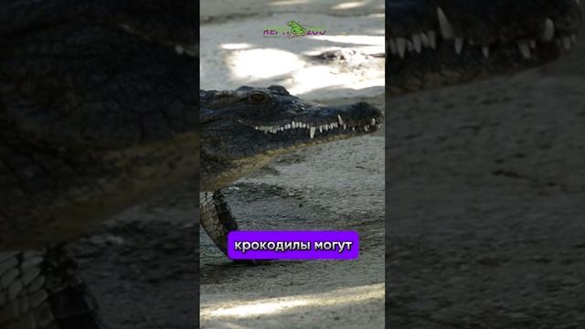 Крокодилы ходят лежа!