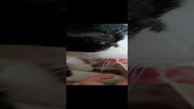 кот ест мороженое