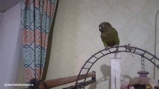 Попугай Агриппина: 
- Кто тут последний в цари?