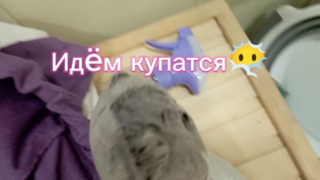 Басик идёт купаться 😉