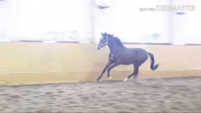Жеребец Парадиз, 2017 г.р. * Stallion Paradiz, 2017
