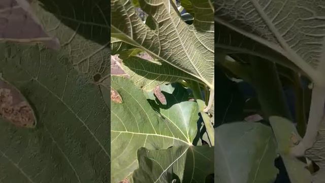 24.07.22  Инжир Брунсвик.
