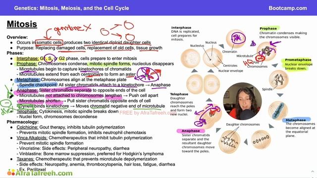 Mitosis, Meiosis, and the Cell Cycle-4. Mitosis atf