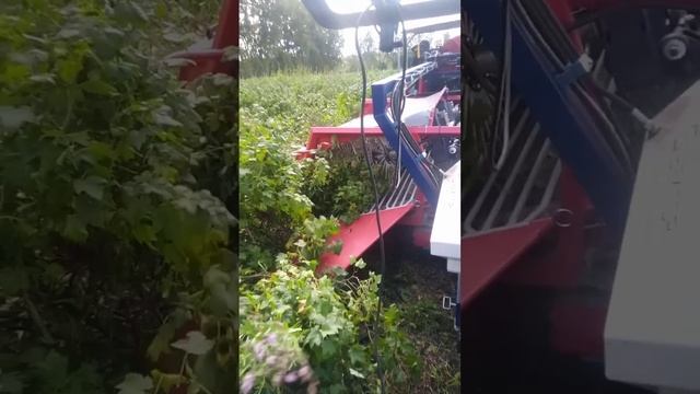 Уборка смородины комбайном👍💪