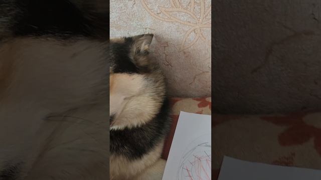 кошки и собаки играют в амонг ас 2 часть *простите что коротко*