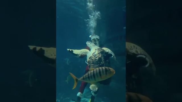 Дед Мороз устроил танец с черепахой под водой в адлерском Океанариуме.