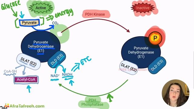 Pyruvate Dehydrogenase Complex atf