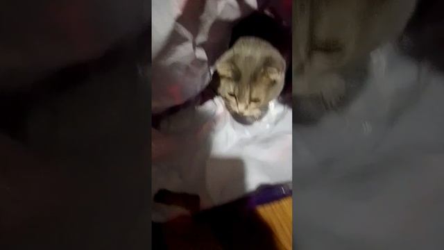 валберис кис кис 🐱