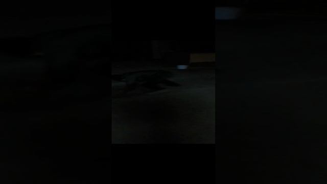 Сделал вид что умею