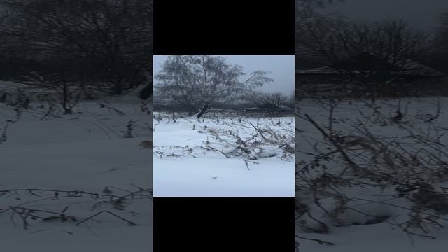 Участок 25 соток в березовой роще в деревне Бакино, Александровский район, Владимирская область.