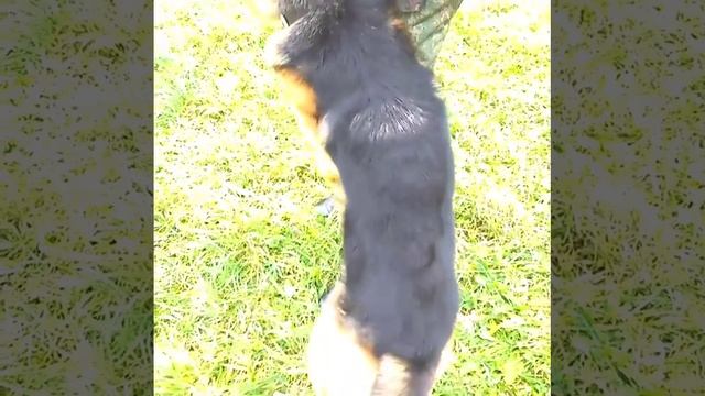 🐶