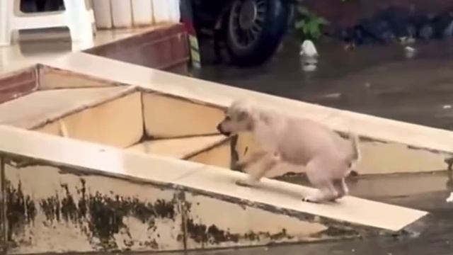 Лапы – уверенное сцепление с поверхностью😂 ( видео про собак )