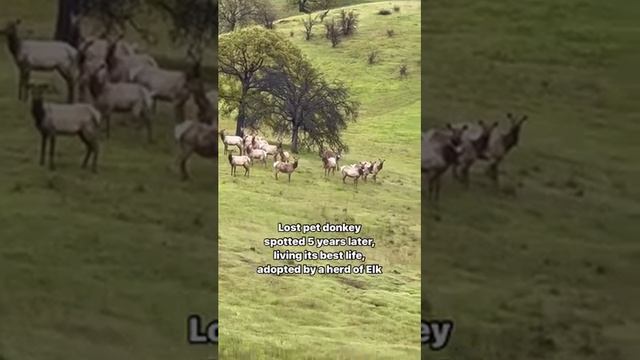 Потерявшийся домашний осел