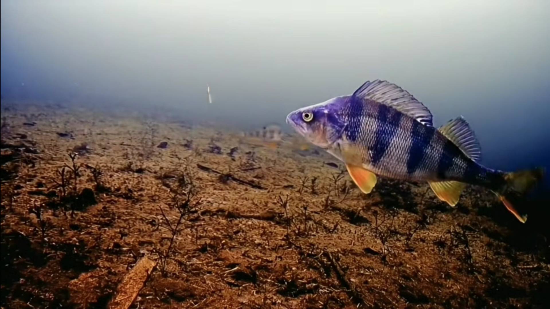 [underwater world of perches. winter fishing/подводный мир окуней. зимняя рыбалка]