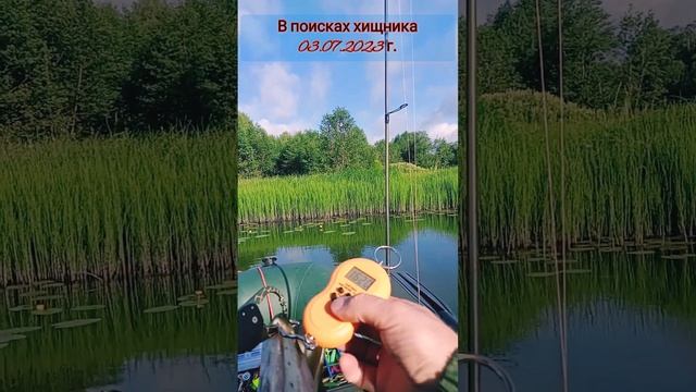 В поисках хищника 03.07.2023 г. #щуканаблесну #щуканавоблер #рыбалка #природа2023 #берегитеприроду