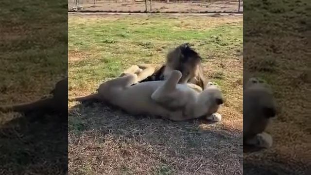 Lion love