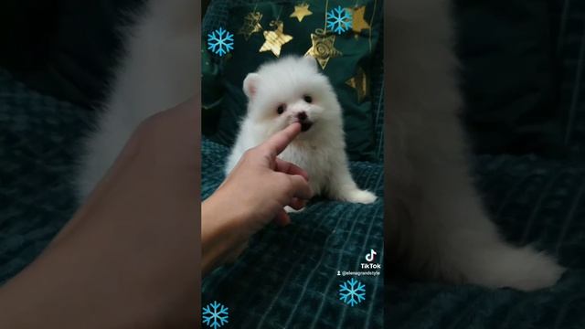 2024-12-27-111812971.mp4