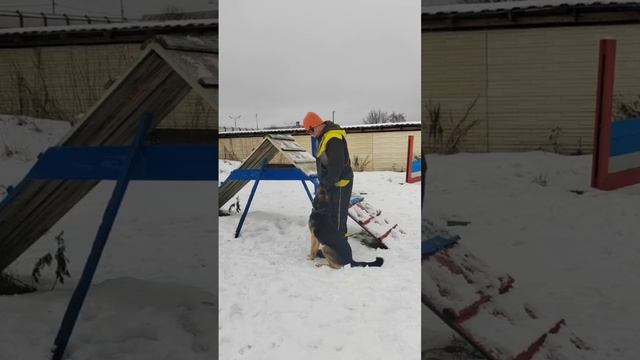 Занятие Маши с кинологом #маша_нп