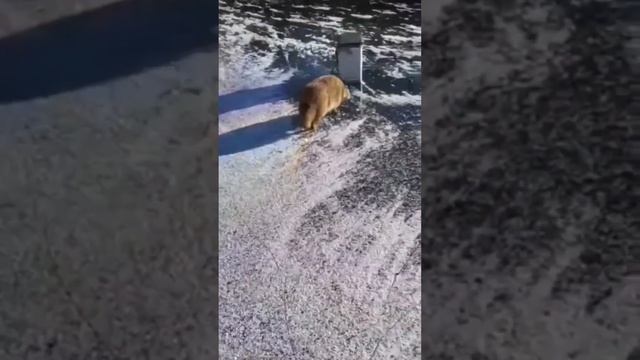 Юмор вам в ленту
