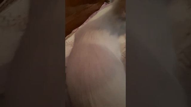 Злая собака чихуахуа