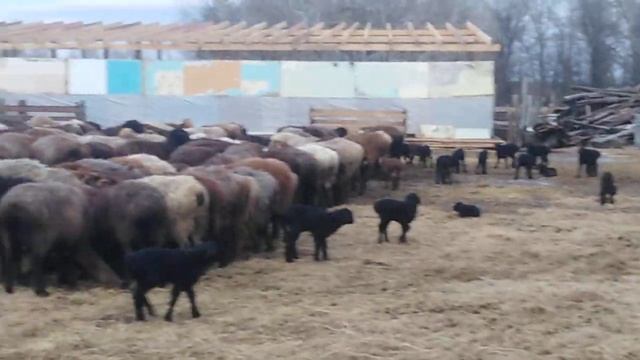 Ягнята на прогулке