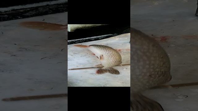 Щука на 3 кг