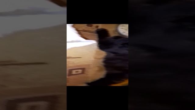 VID_20241113_175427.mp4