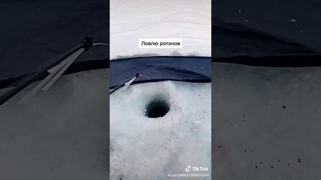 ловля ротона