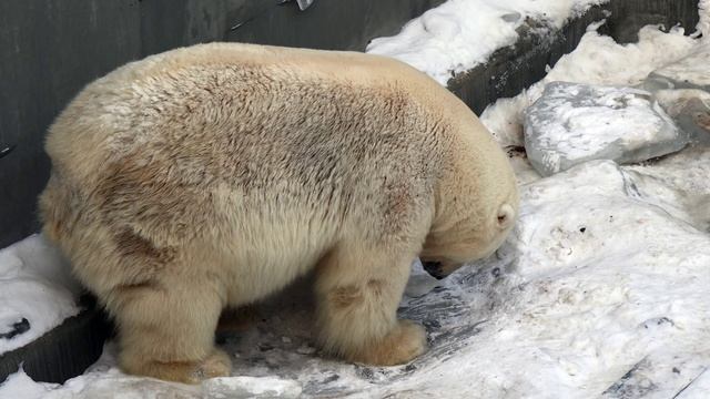 Белый медведь - Кай. 26.12.2024