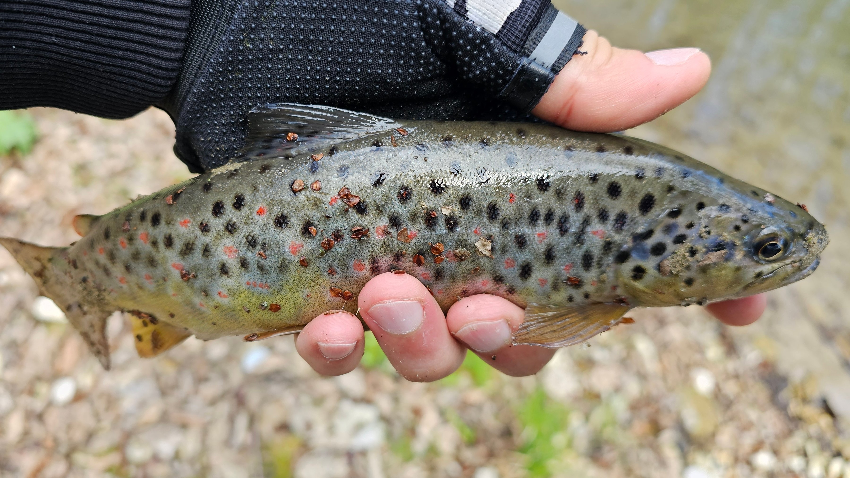 Трофейные форели 2024 года. #fishing #trout #рыбалка