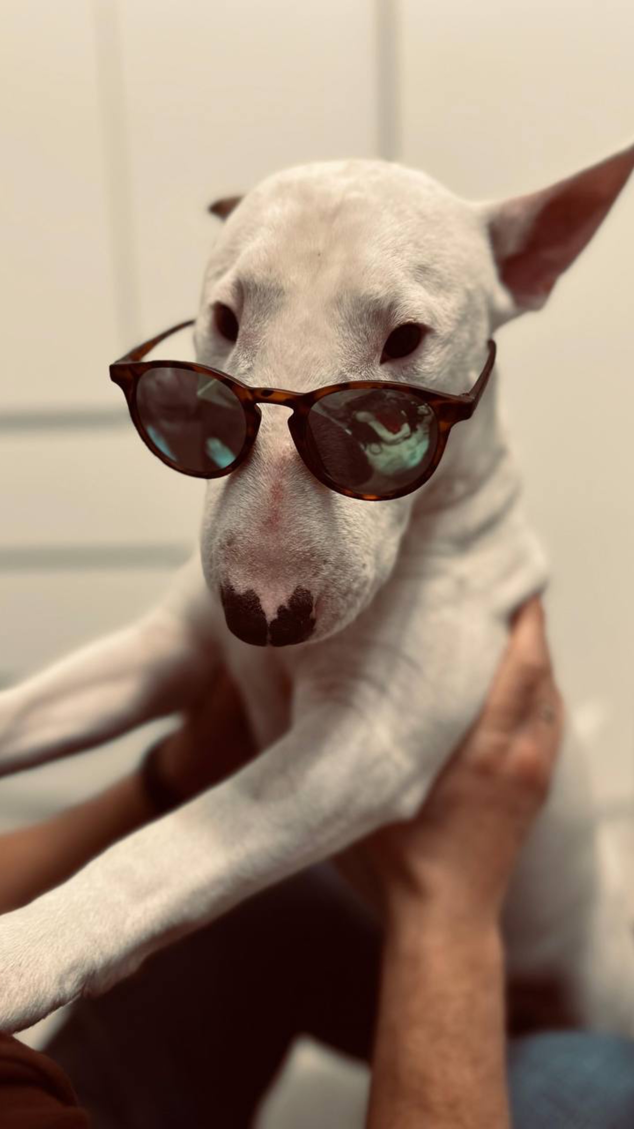 🐾Счастливые моменты жизни нашего щенка.