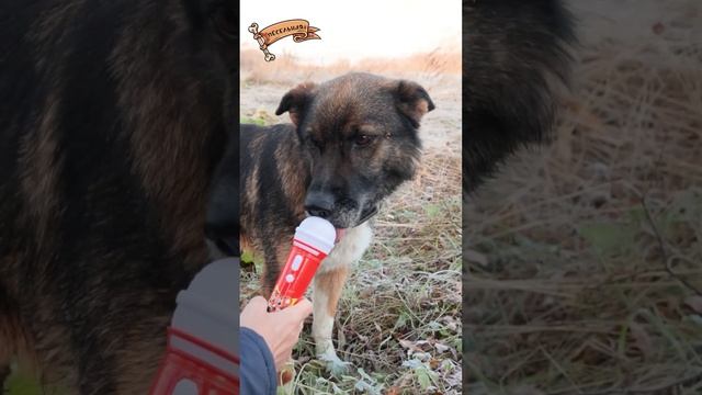 Лягушка, её мама и… сестра