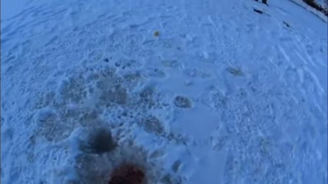 рыба взбесилась