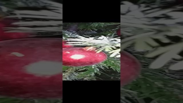 Ёлочка на Невском