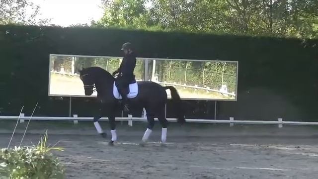 SOLD TO JAPAN - ZARINO (Small Tour)