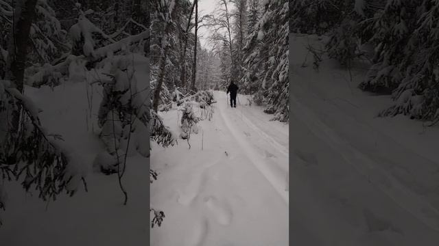 Лыжи, - более подробно в длином видео 28.12.24