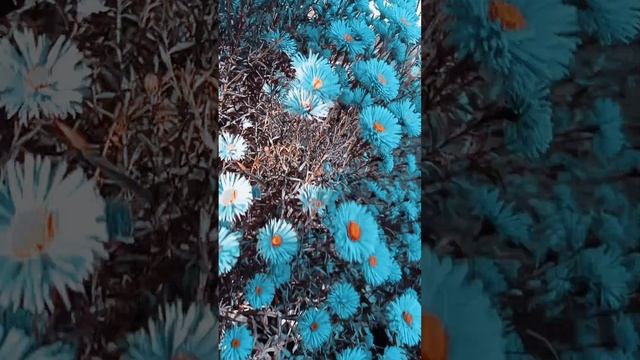 цветы