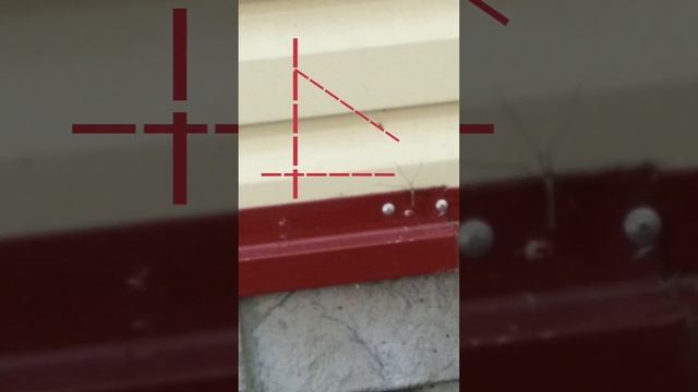 большой комар
