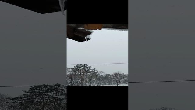 28 декабря 2024 г. Наблюдение для рисования.