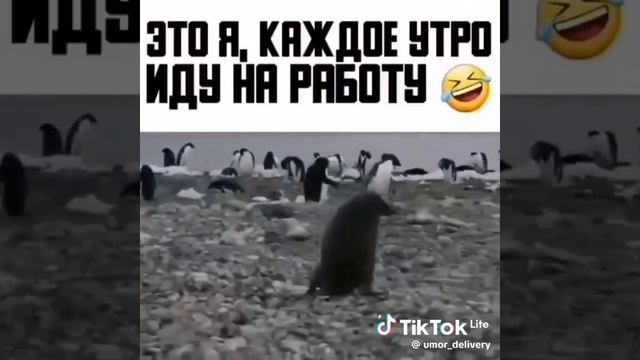 УТРОМ ИДУ НА РАБОТУ🤣🤣🤣