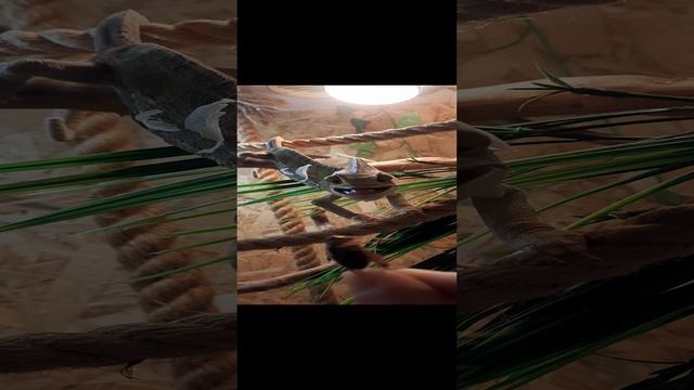1000216271.mp4