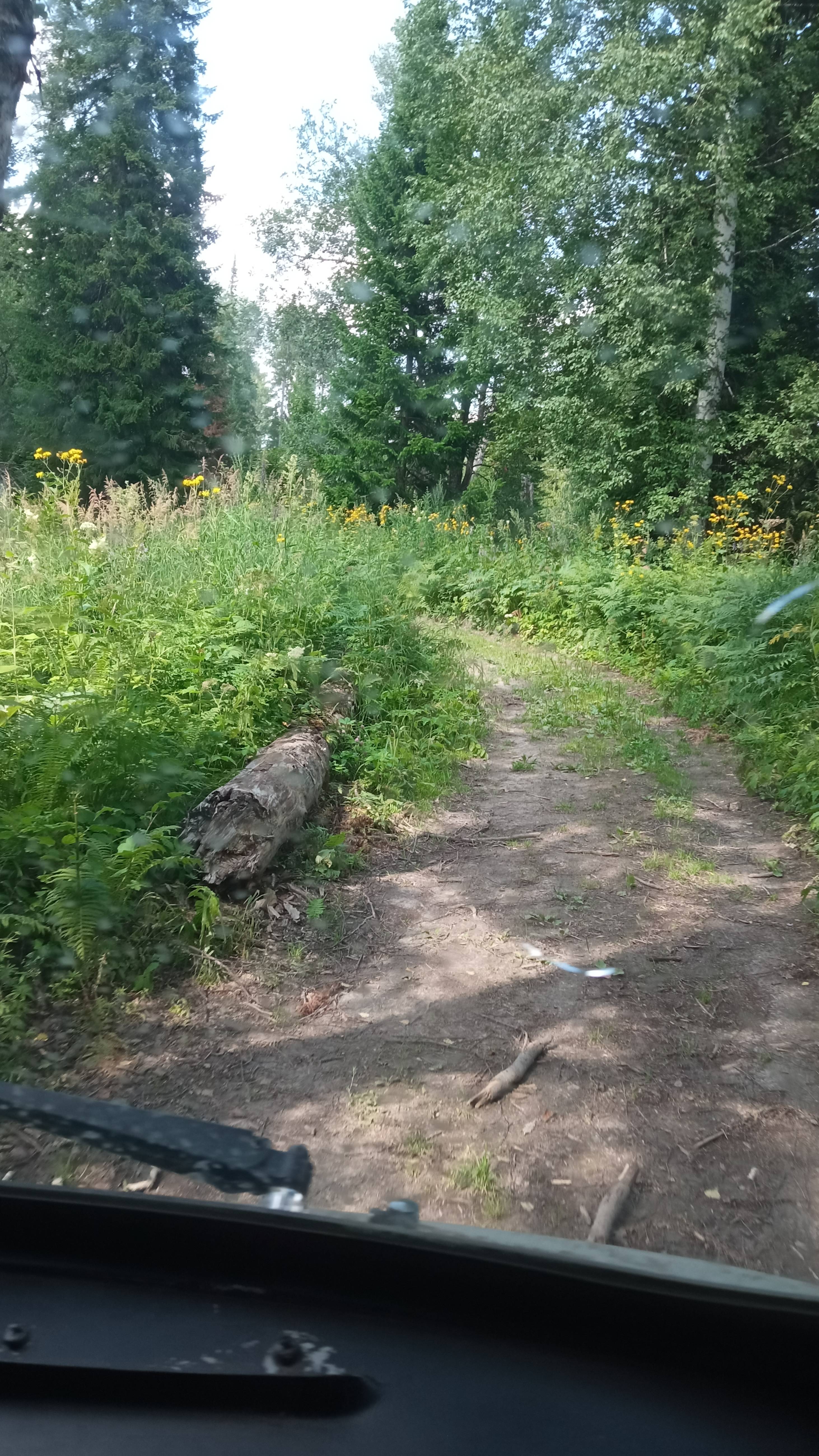 В Лесу Треннировки Коляна