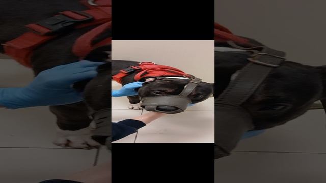 Рокет # Шереметьевский приют