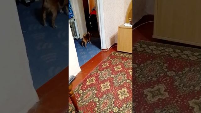Суббота  мои питомцы