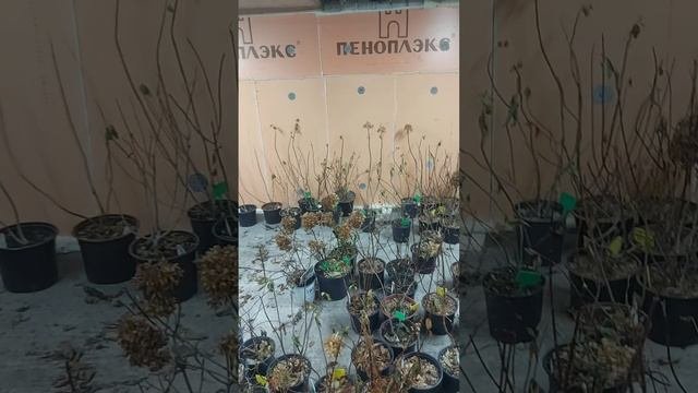 Обьявление!!! Саженцы можно купить сейчас и оставить на хранение до марта. Подробнее в видео