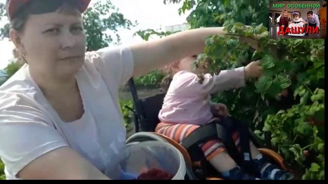 СОБИРАЕМ МАЛИНУ В ДЕРЕВНИ/ДАШУЛЯ УМНИЦА ПОМОГАЕТ)
