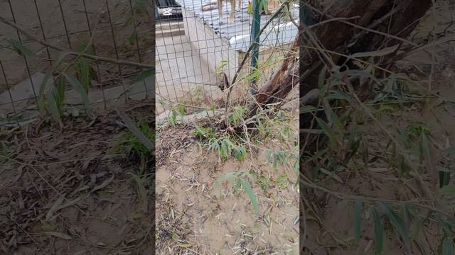 Сбылась моя маленькая мечта. Закрыла одну сторону внешнего вольера