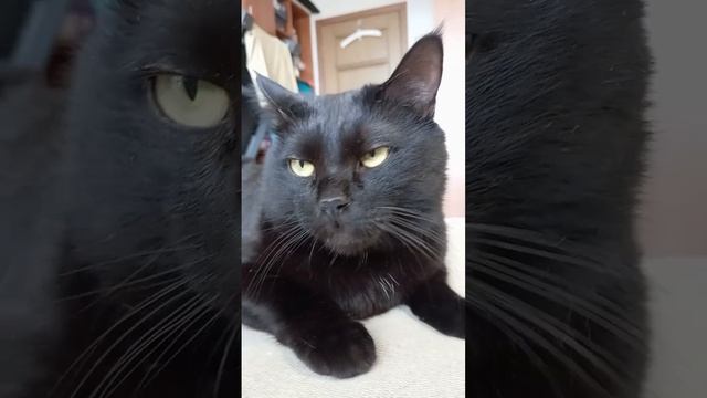 Кот и его хозяин: