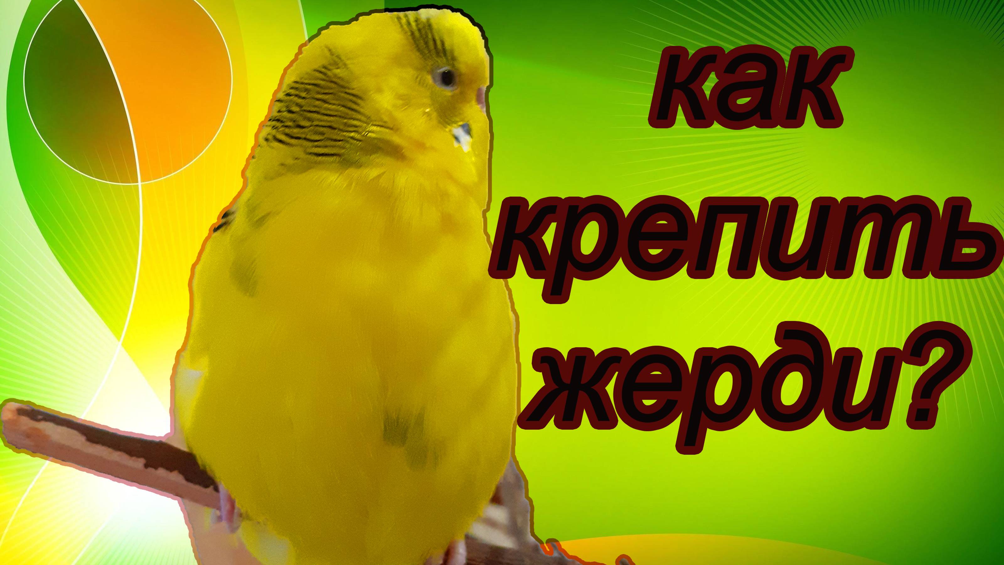 ЛАЙФХАК КАК КРЕПИТЬ ЖЕРДОЧКИ В КЛЕТКЕ У ПОПУГАЯ?